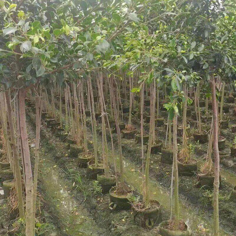 小叶榕苗 细叶榕 小叶榕树 庭院绿化树苗 四季可种 生命力强 景观