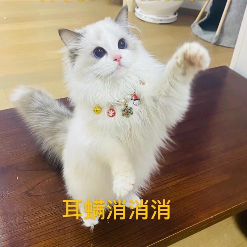 耳螨消消消