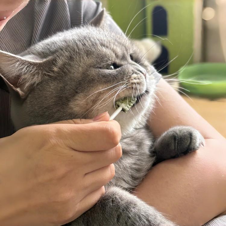 猫咪口腔刷牙口腔牙齿清洁宠物狗狗牙刷婴儿纱布口腔护理清洁刷