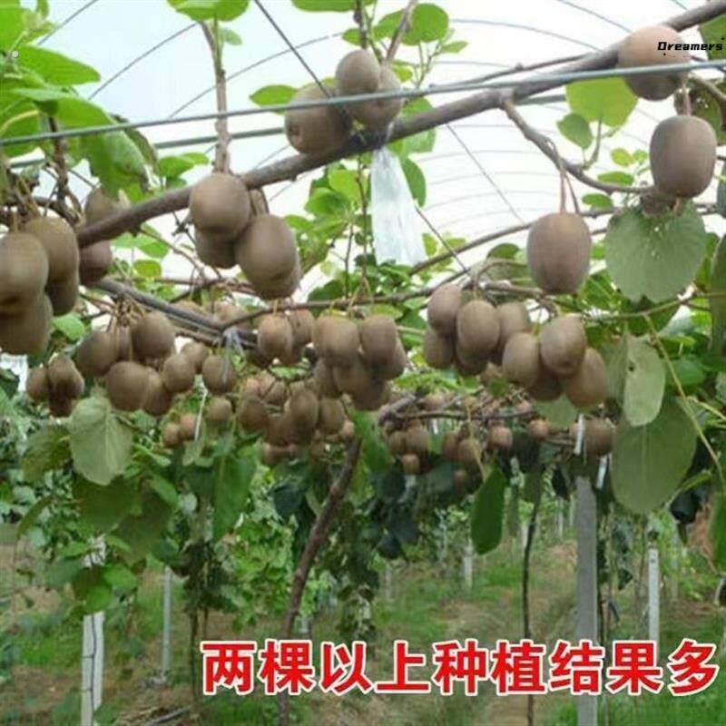 。猕猴桃树苗嫁接红心猕猴桃苗南方北方果树苗阳台庭院爬藤盆栽地