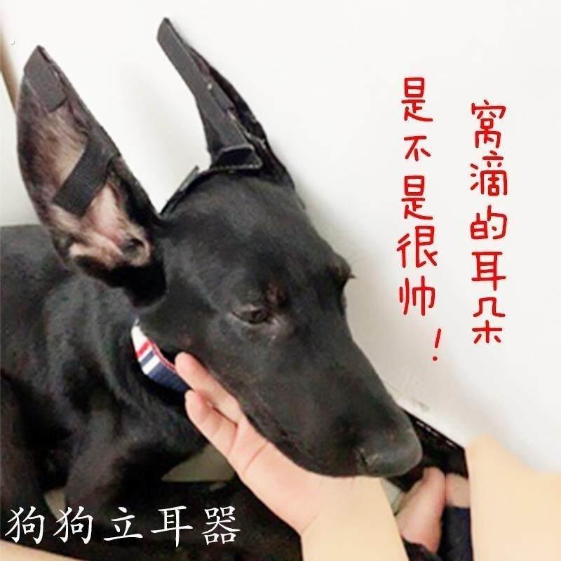 新款立耳器幼犬小狗耳朵狗狗辅助耳贴杜宾黑狼犬德牧竖耳支架耳朵