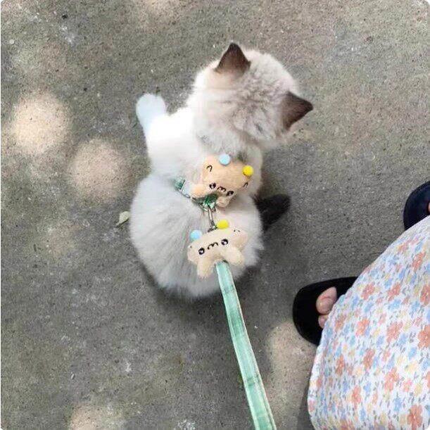 猫咪牵引绳防挣脱外出专用溜猫的绳子胸抱婴袋猫绳子可调节宠物用