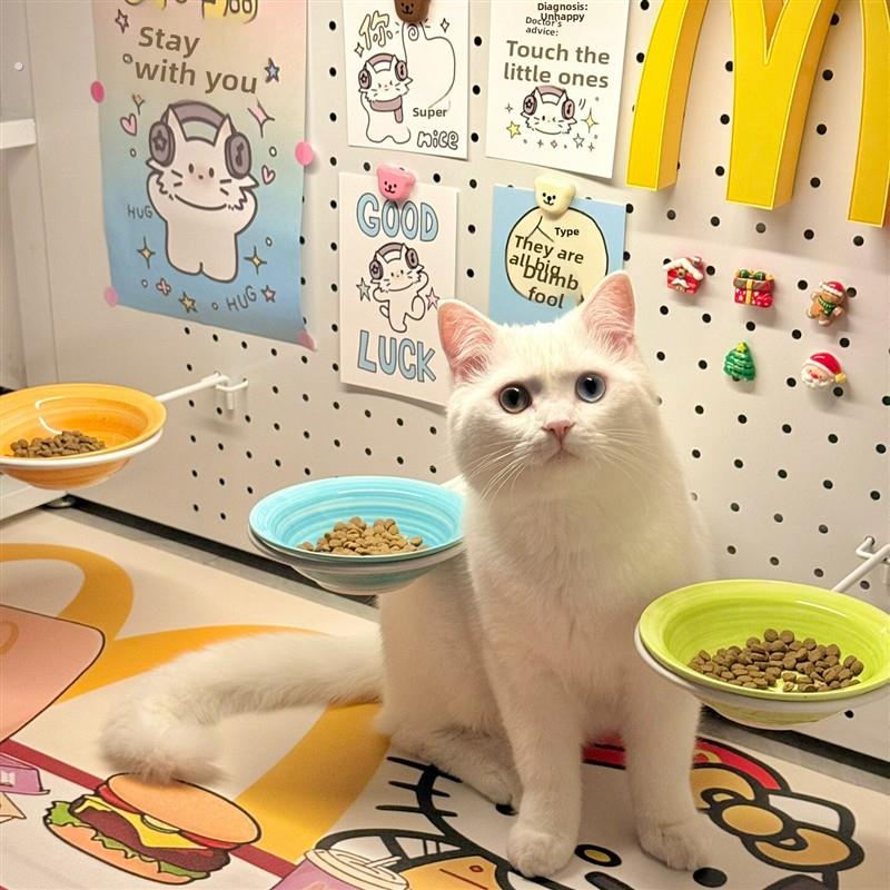 猫咪食堂装饰饭堂悬挂式宠物碗洞洞板猫碗上墙悬浮猫碗陶瓷增高架
