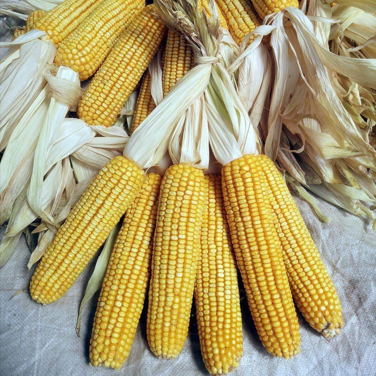 干玉米棒10个带叶玉米干棒晒干休闲农场装饰活动教学道具宠物口粮