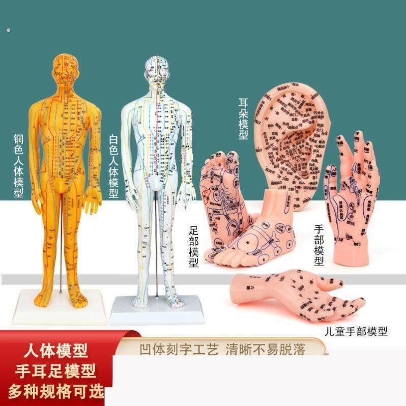 穴位人形模型针灸穴位小人针炙人体模型针灸橡皮人足部反射区模特