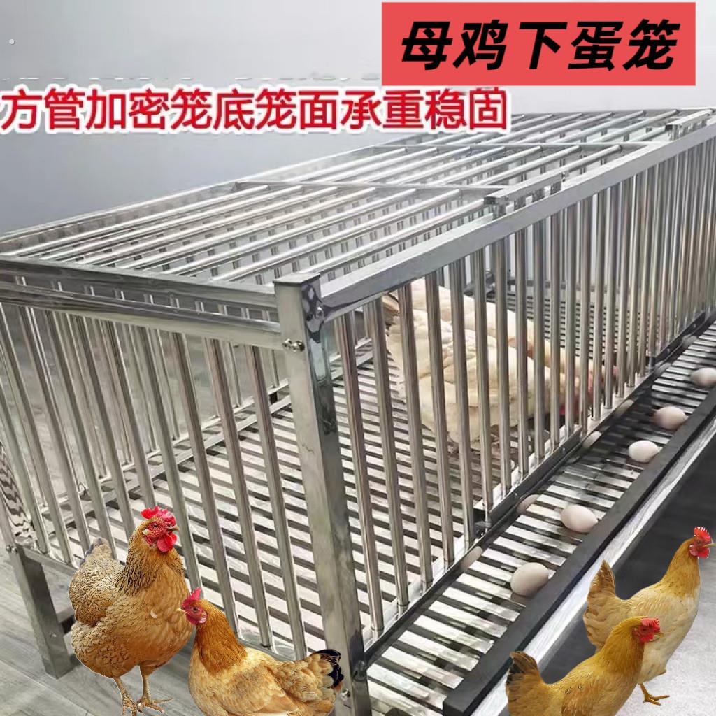 不锈钢鸡笼蛋托款大号特大蛋鸡养殖笼自动出蛋笼滚蛋加厚加密笼
