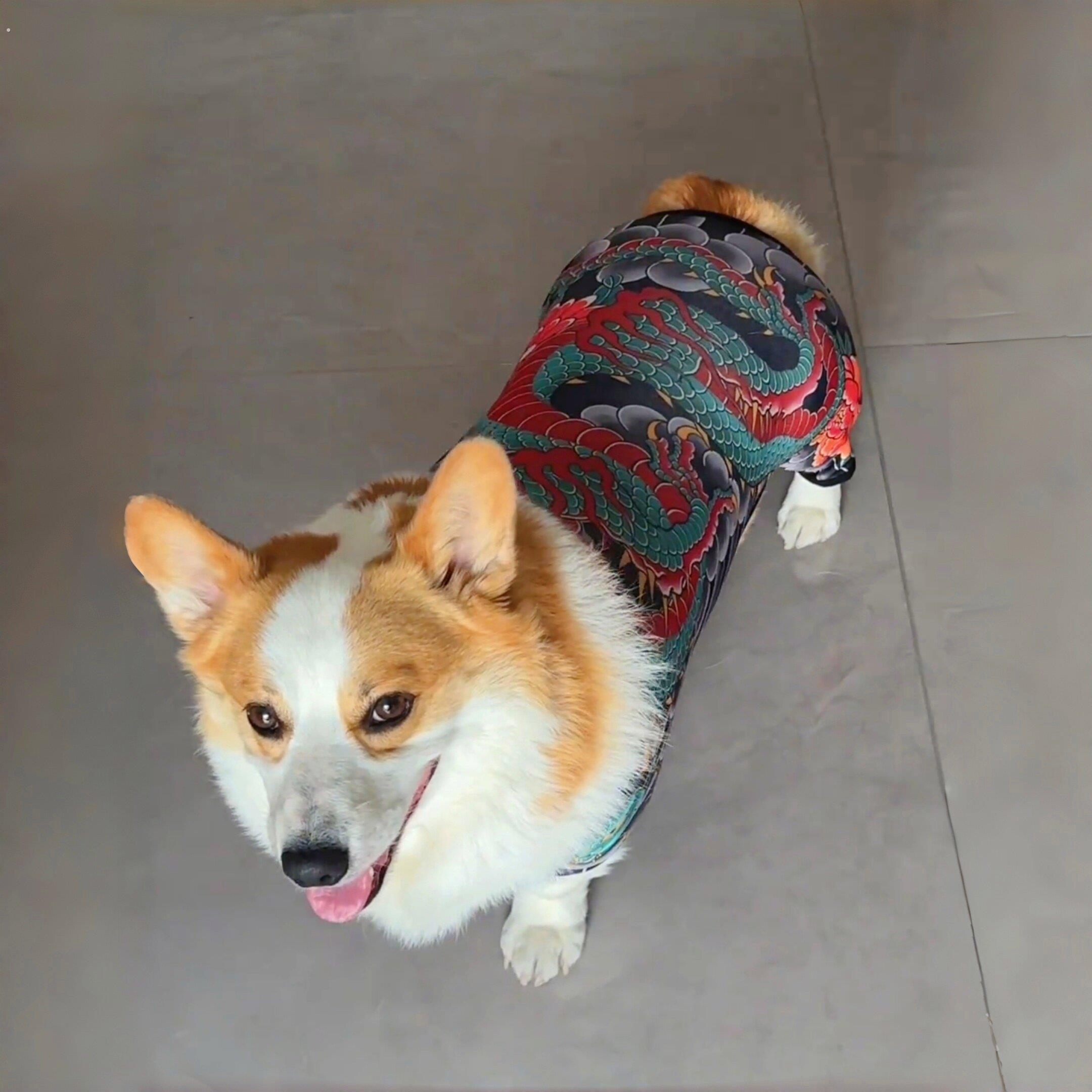 【社会狗】狗狗衣服夏季薄款纹身衣猫狗四脚衣透气背心2026新款