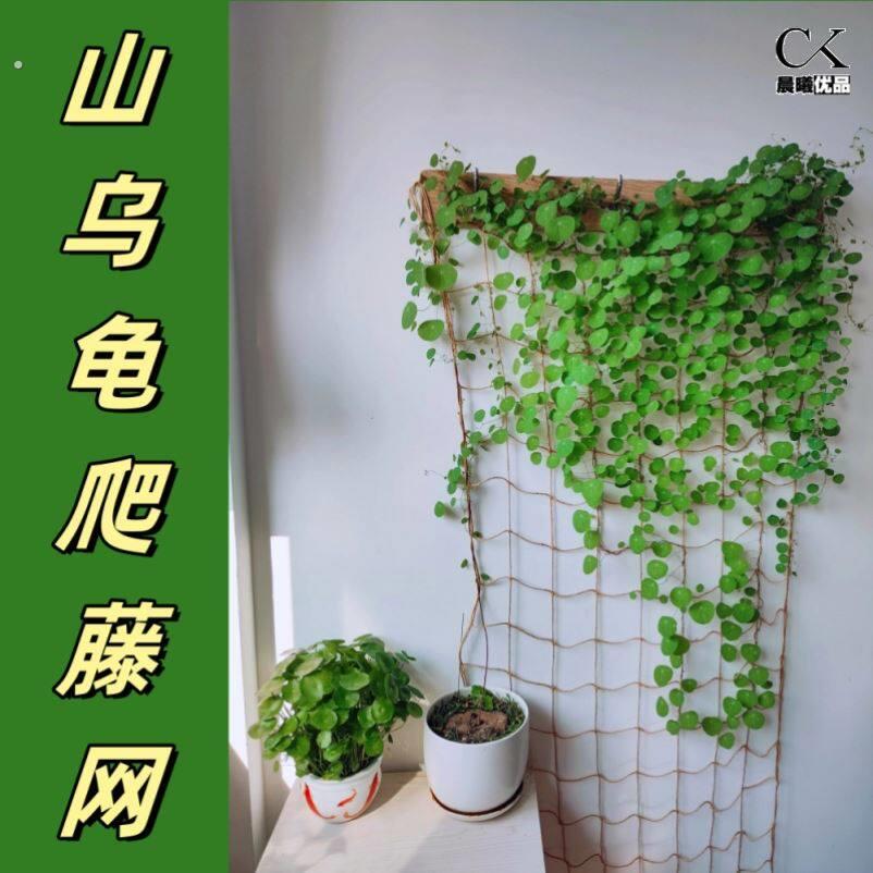 山乌龟爬藤植物麻绳软网格攀爬牵引专用月季蔷薇绿植藤蔓支撑架