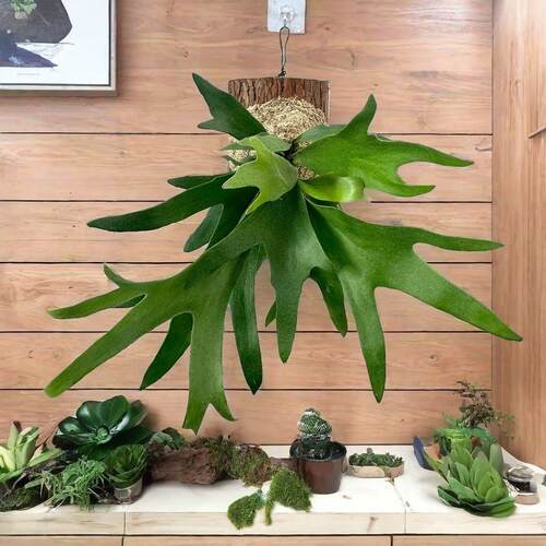 鹿角蕨板植挂板二岐鹿角蕨挂墙绿植苔藓蕨类植物盆栽水培垂吊壁挂