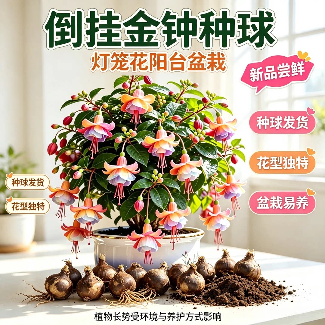 【八月新种!】混色倒挂金钟种球庭院阳台盆栽花卉南北可种植JW2