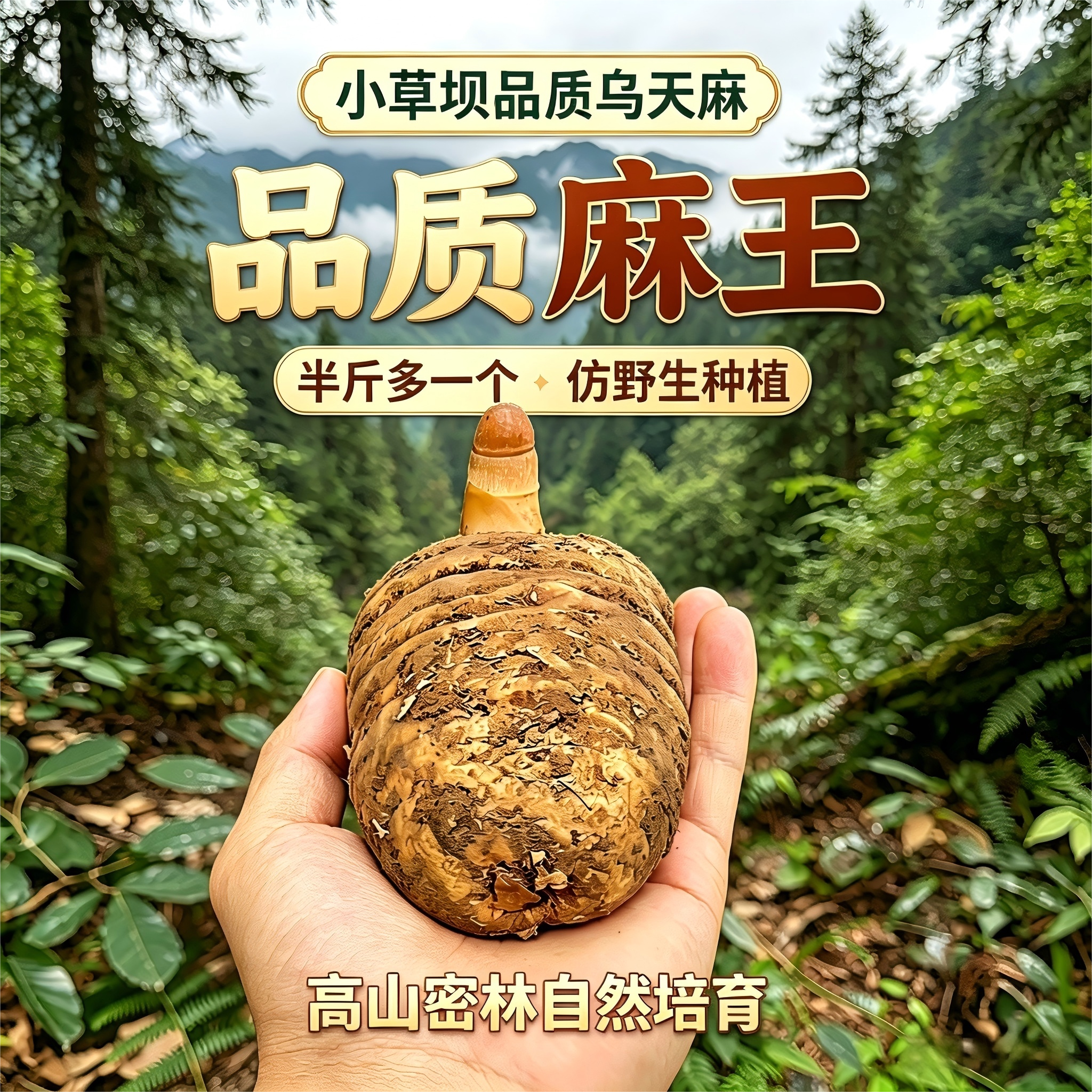 云南昭通小草坝新鲜大天麻乌麻