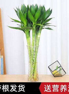 文昌竹带根观音竹荷花竹富贵竹水培植物净化空气办公室内水养绿植