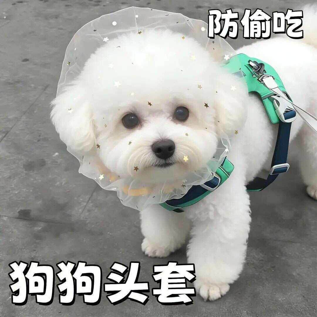 【下单立减50】狗狗防误食头纱外出嘴套狗头套面罩防吃网套面纱