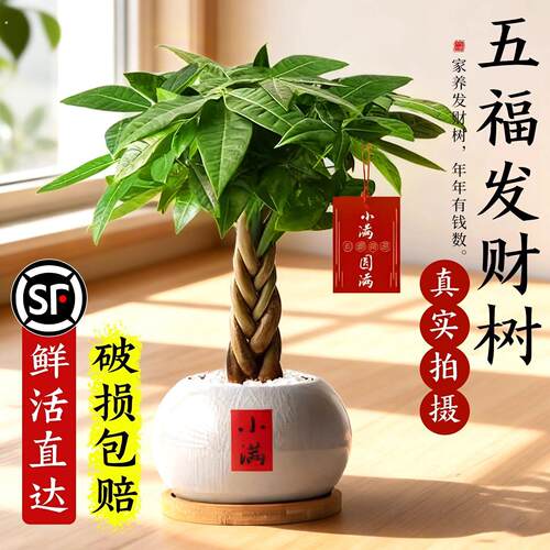 发财树小盆栽树盆景摆件客厅旺宅老桩绿植室内盆栽四季好养