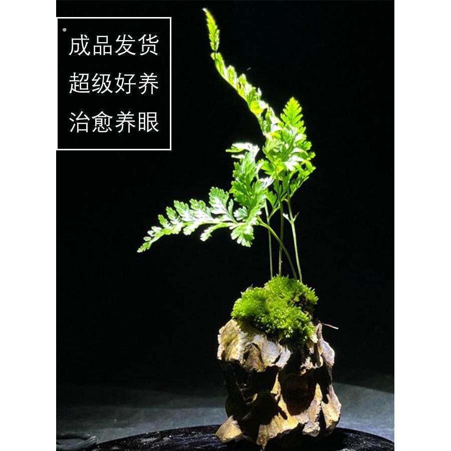 附石菖蒲吸水石配狼尾蕨盆栽室内桌面盆景绿植苔藓微景观水培易养