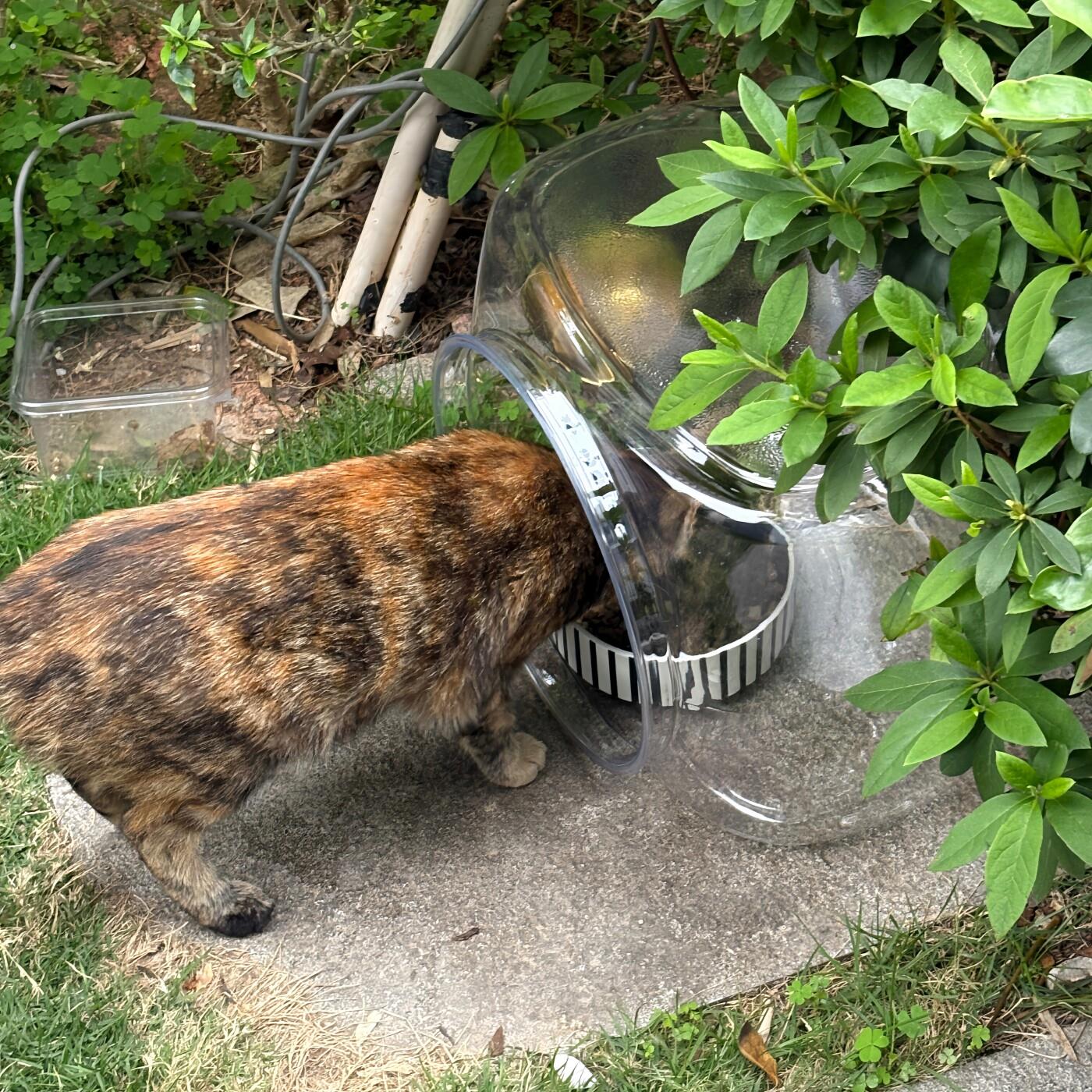 防雨又隐蔽！流浪猫喂食碗防雨罩防潮防蚁虫户外隐蔽环保透明猫窝图片