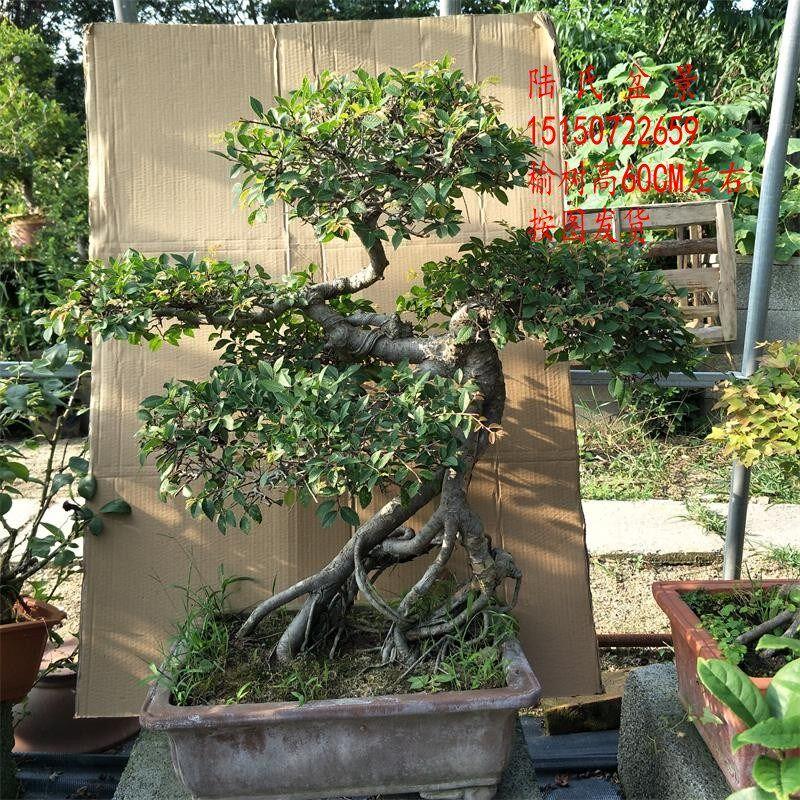 老桩提根榆树 小叶榔榆怪桩造型 小叶榆树老盆口 年年有余树盆景