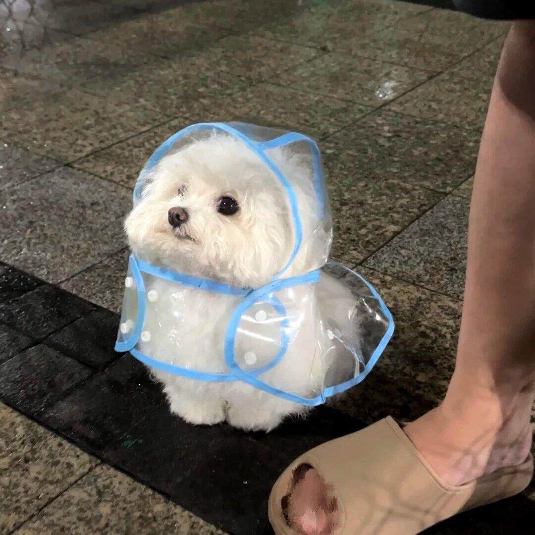 小红书同款宠物用品狗狗雨衣泰迪中小型犬新款透明雨披宠物雨衣