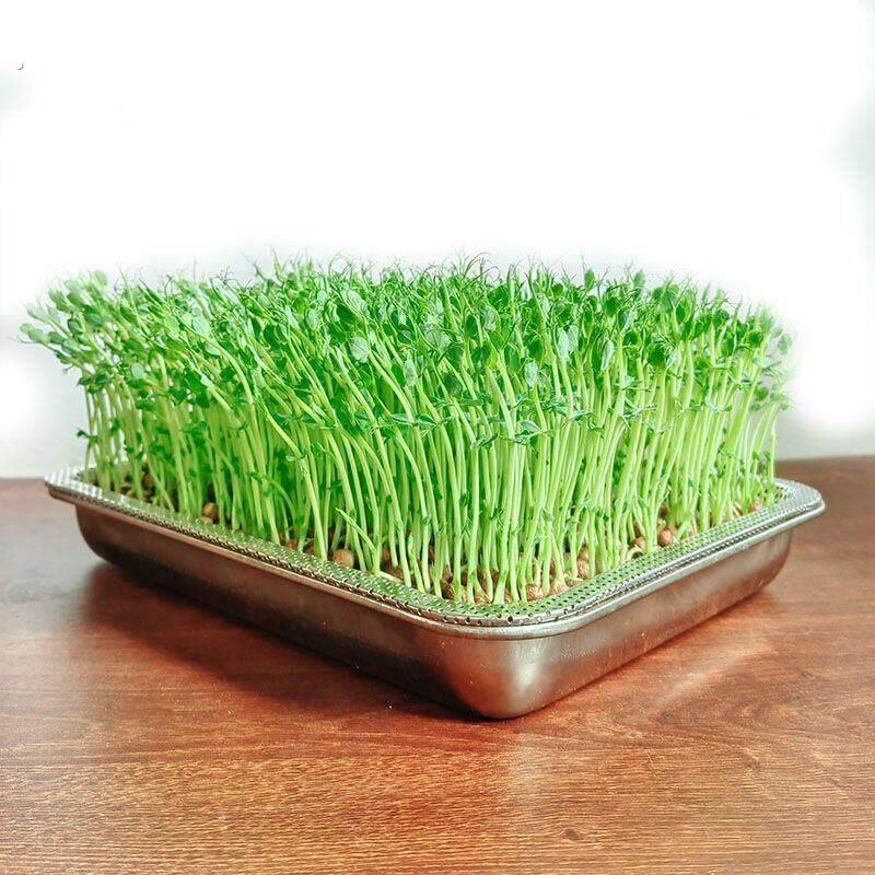 豆芽发芽盆不锈钢发牙盆发豆牙专用盆生豆芽神器家用不锈钢种植盘