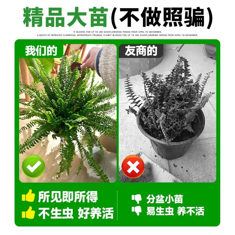 垂吊植物吊兰蕨类绿萝常春藤山乌龟盆栽室内阳台悬挂绿植四季好养