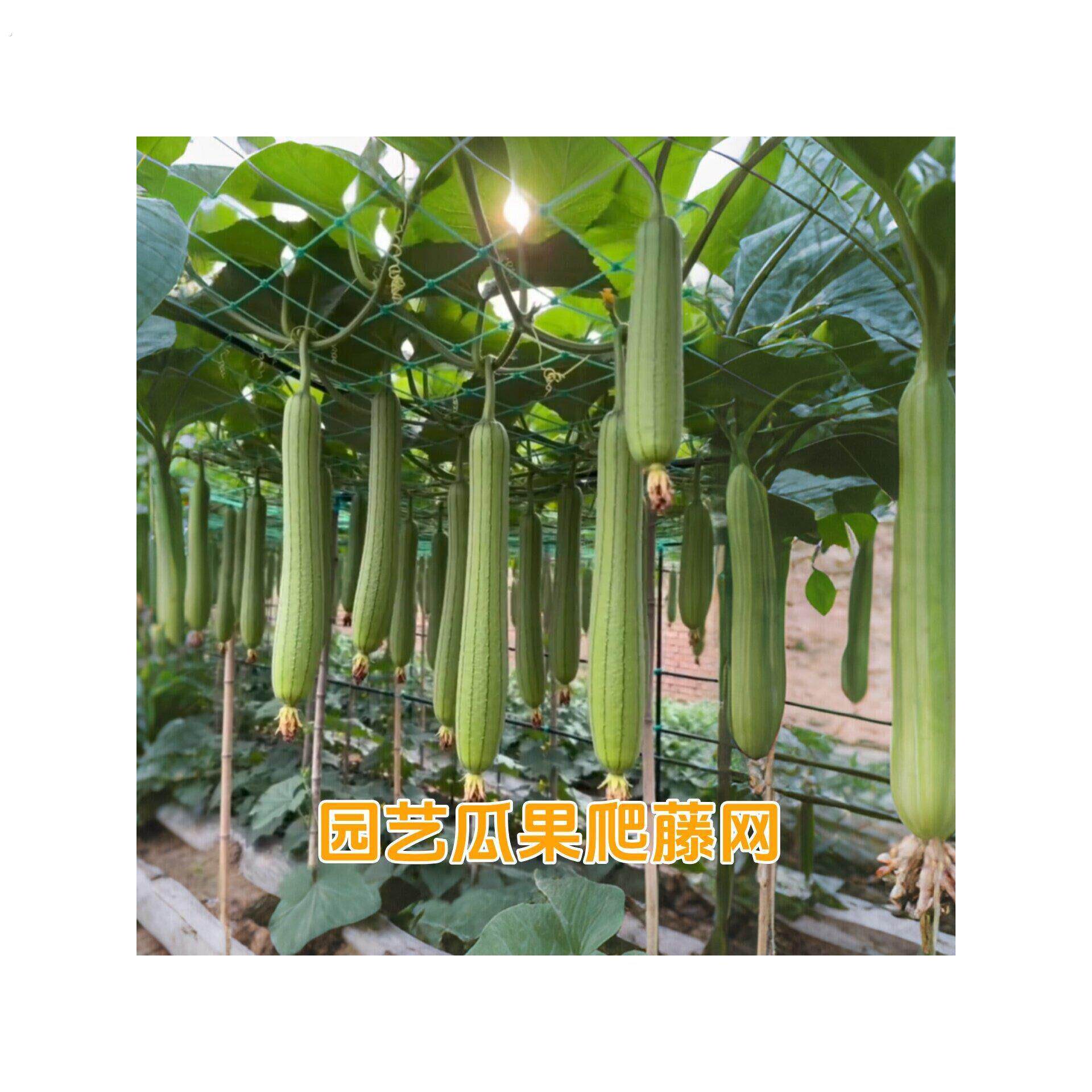 丝瓜爬藤网黄瓜豆角蔬菜植物攀爬网葡萄月季百香果农用加粗搭架网