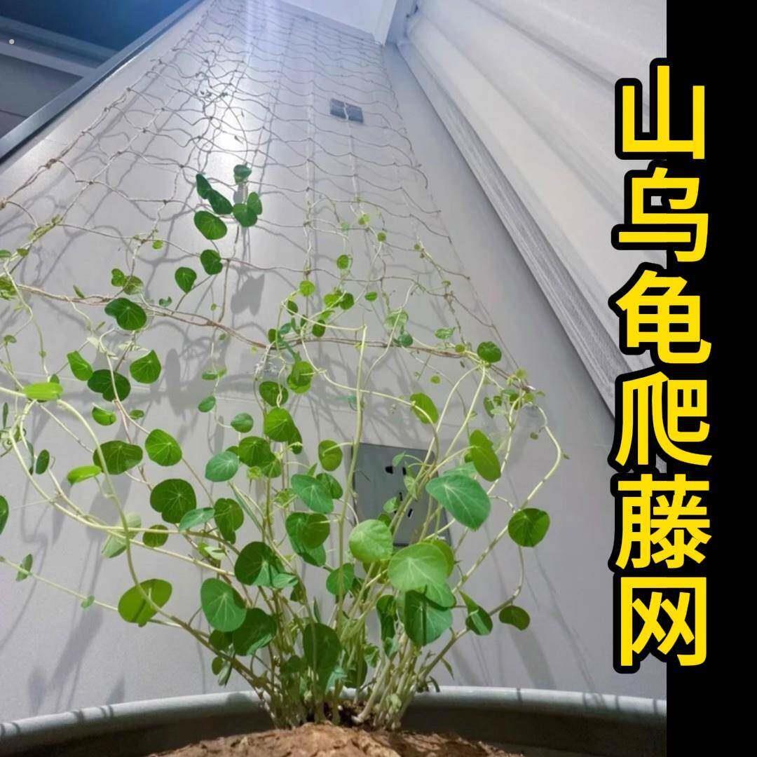 山乌龟爬藤架绿植物造型固定支架攀爬专用软网格彷麻绳室内牵引线