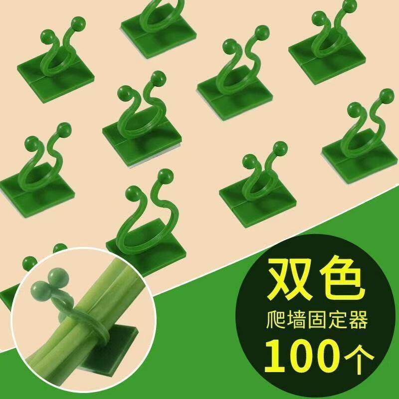 绿箩爬上神器墙固定萝植攀