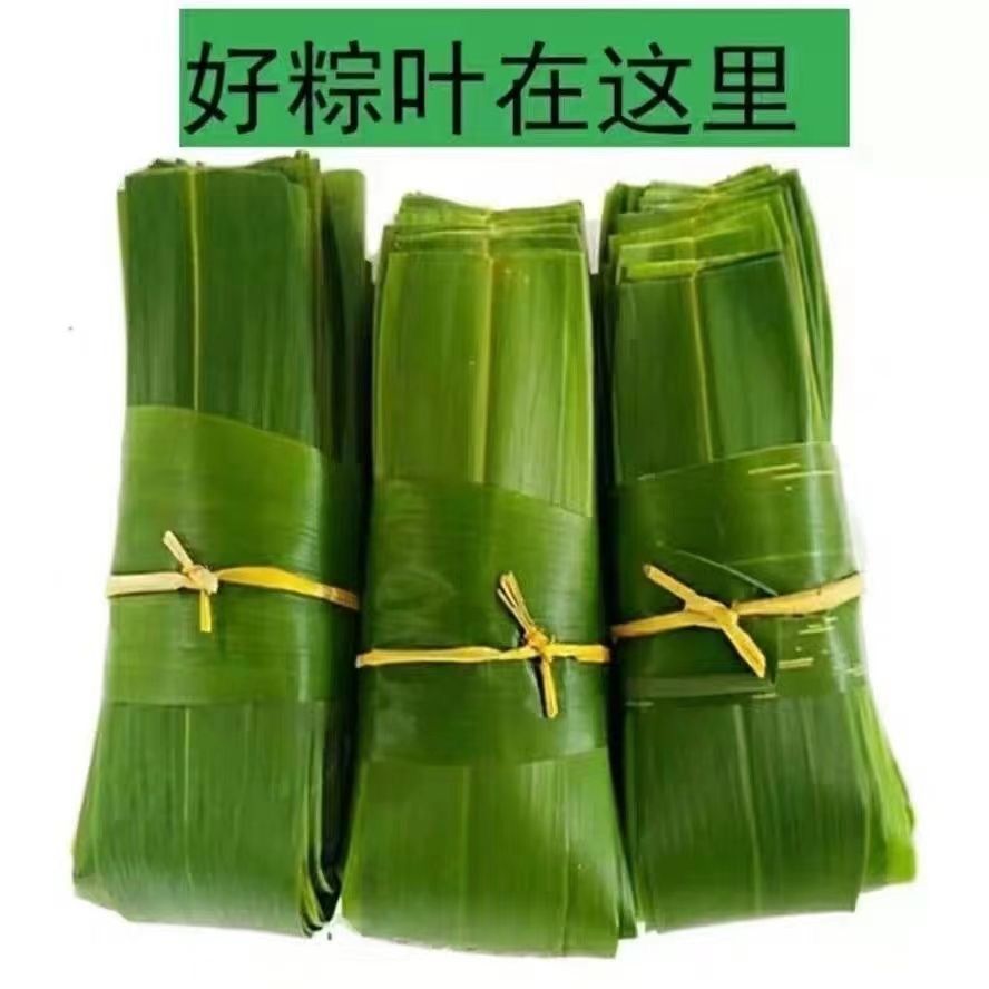 新鲜天然野生粽子叶端午包