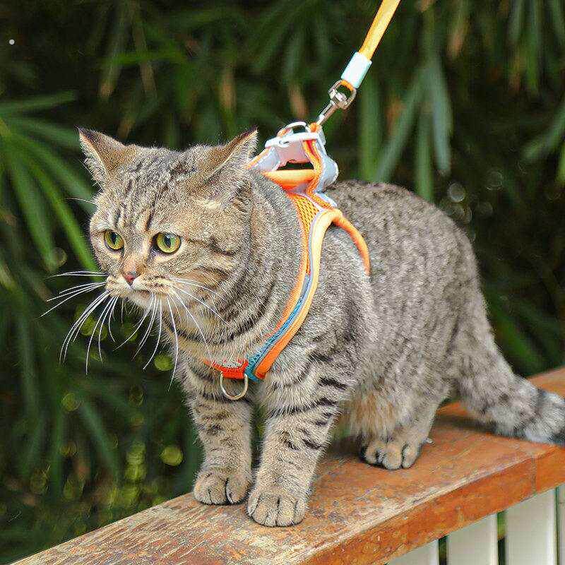 猫咪牵引绳防挣脱猫绳小型犬胸抱婴袋绳子溜猫绳宠物牵狗绳遛狗