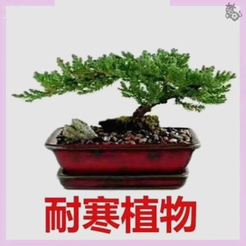 盆景真树盆景真树四季青植物松柏盆景地柏盆景室内外
