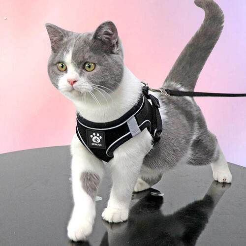 猫咪牵引绳防挣脱背心式网红遛猫绳英短外出专用猫炼子宠物胸抱婴