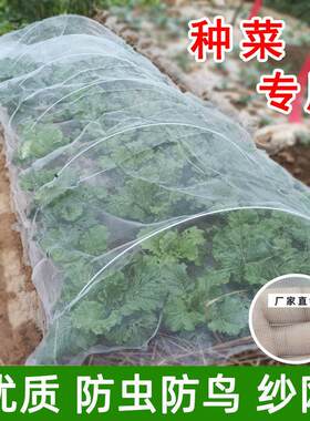 种菜防虫网菜地专用防鸟纱网樱桃防鸟罩大棚蔬菜农用防鸟用网加密