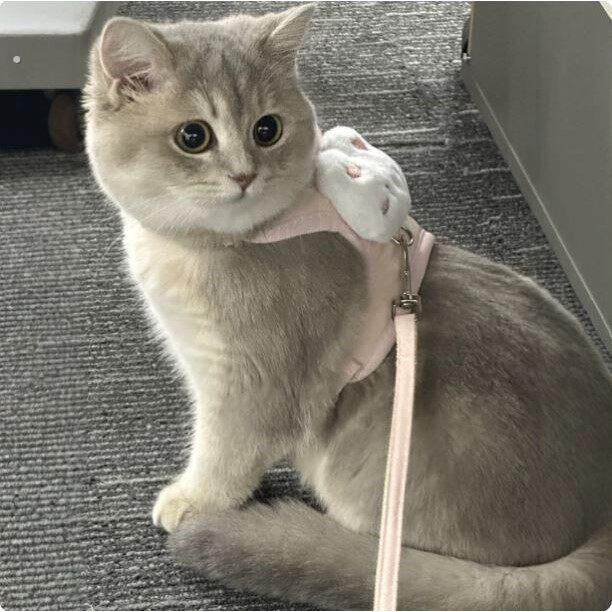 猫咪牵引绳可爱兔子胸背防挣脱工字型遛猫绳狗狗放走丢背心式猫链