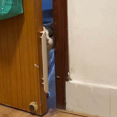 猫门宠物自由出入双向开门辅助器猫咪留门缝小狗卧室开关门神器