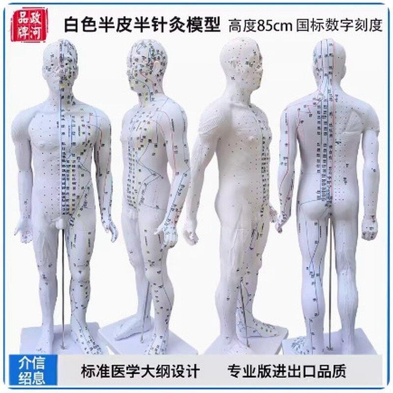十二经络皮肤培训图带数字人体穴位模型模拟筋络模特定位标注针炙