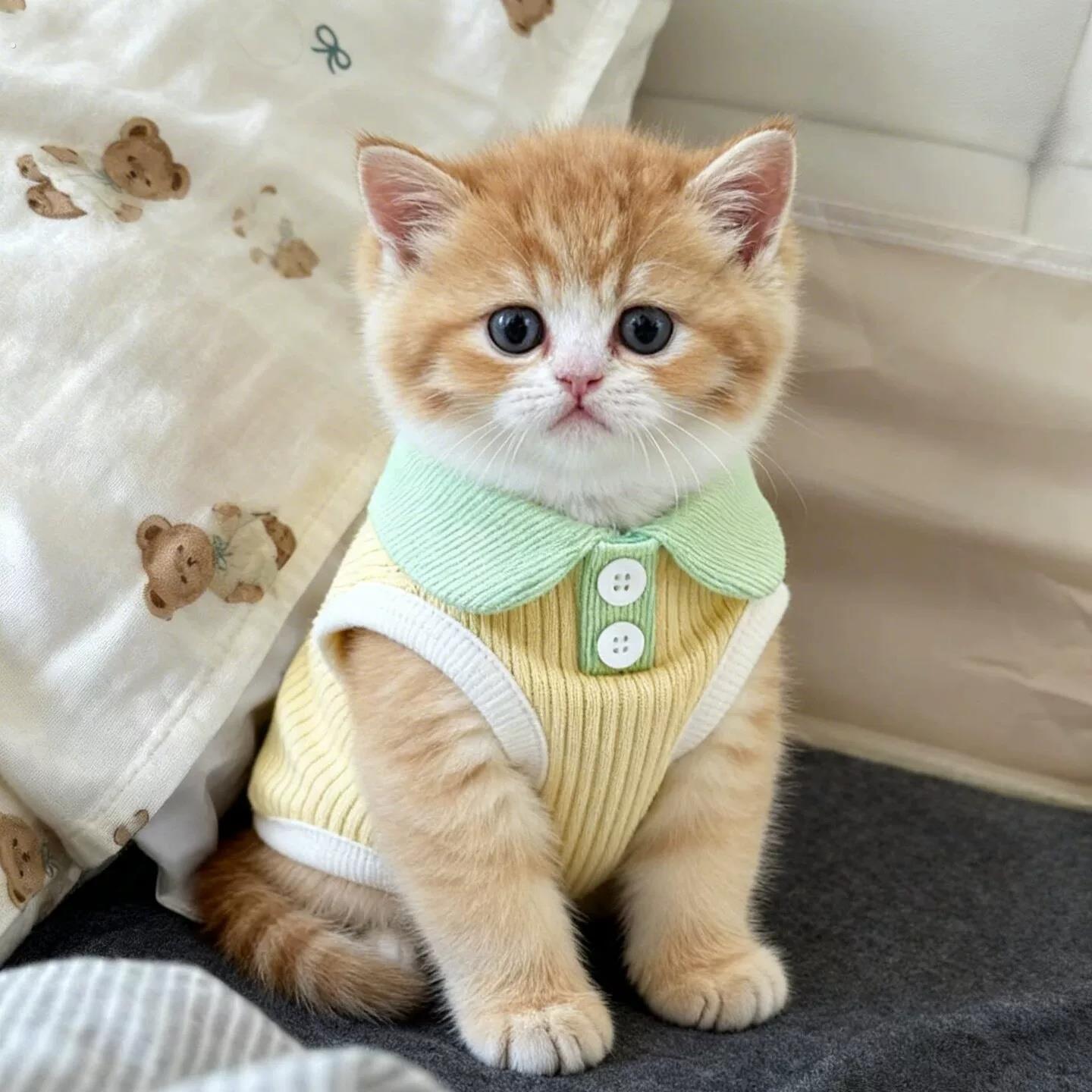 小猫衣服防掉毛薄款德文无毛猫清凉背心宠物衣服狗狗2026新款可爱