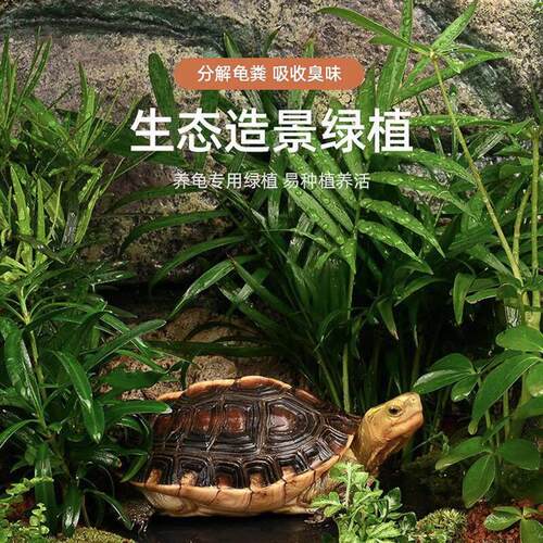 龟箱绿植黄缘龟造景植物 专用绿植安缘龟缸造景观 陆龟乌龟箱微生
