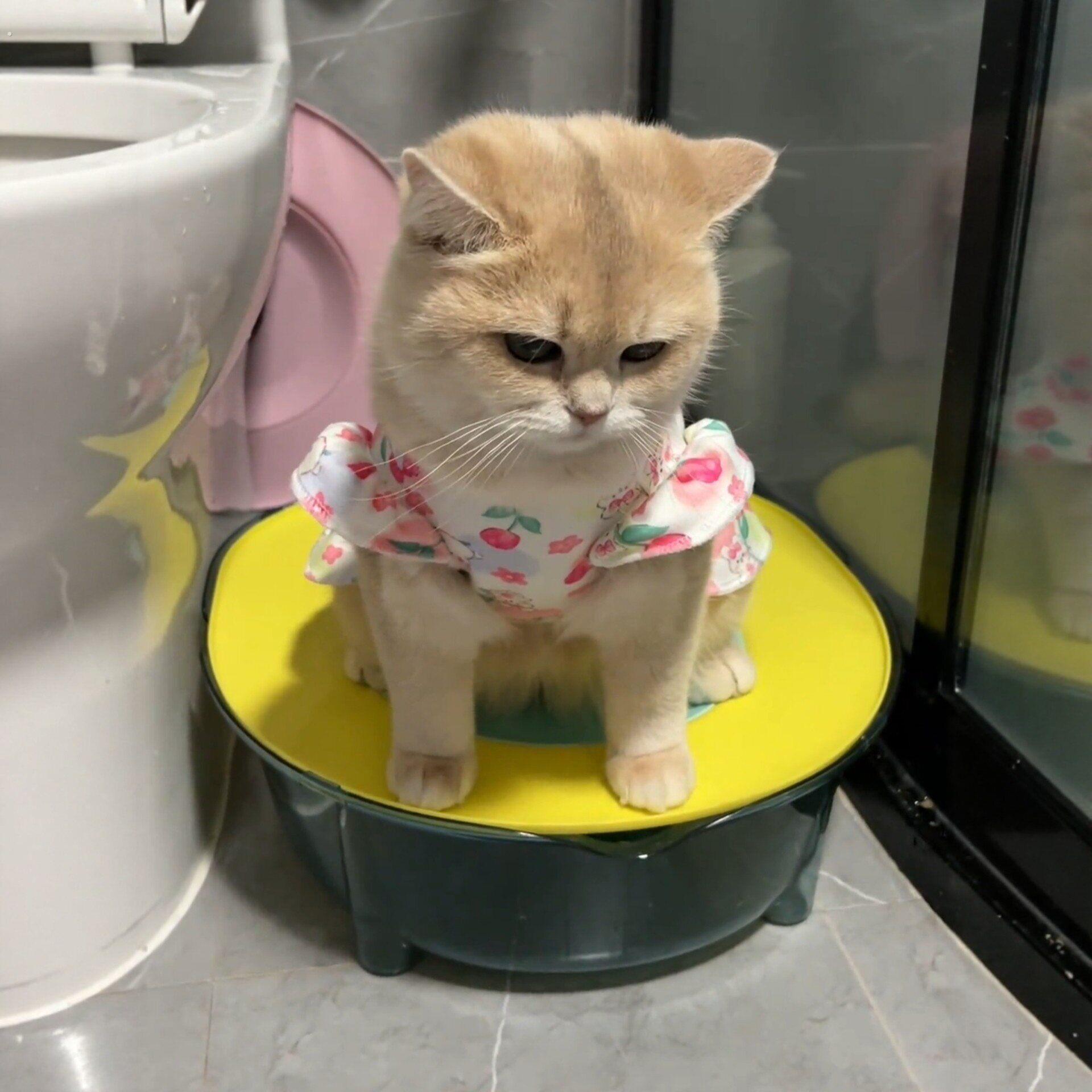猫咪马桶训练器超大号防外溅猫砂盆宠物厕所蹲坑坐便器防臭屎尿盆