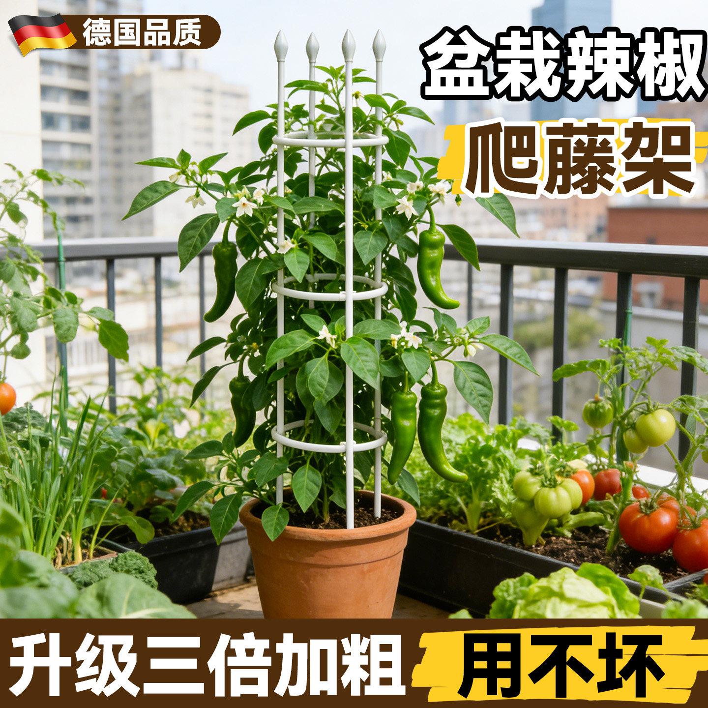 辣椒盆栽支撑架黄瓜豆角爬藤架阳台楼顶种菜架子葡萄番茄支伸缩杆