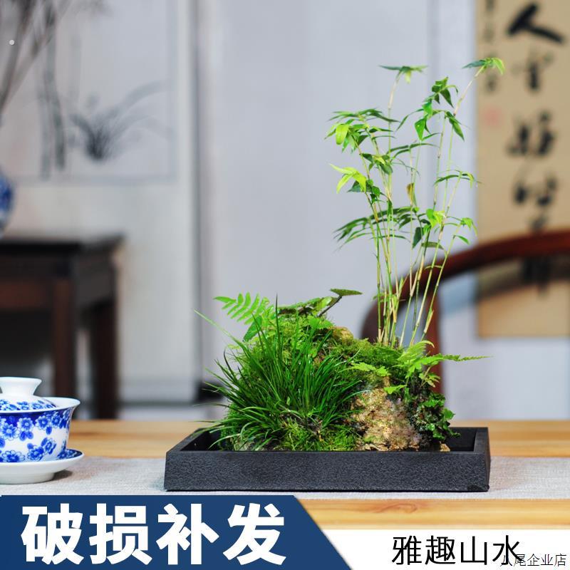 附石菖蒲吸水石小盆景配米竹盆栽室内桌面绿植苔藓微景观水培植物