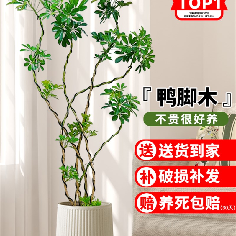 造型鸭脚木客厅大盆栽室内大型落地植物办公室四季常青鸭掌木绿植
