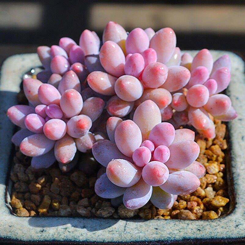 婴儿手指多头群生多肉植物盆栽肉肉新手植物办公室创意花卉绿植