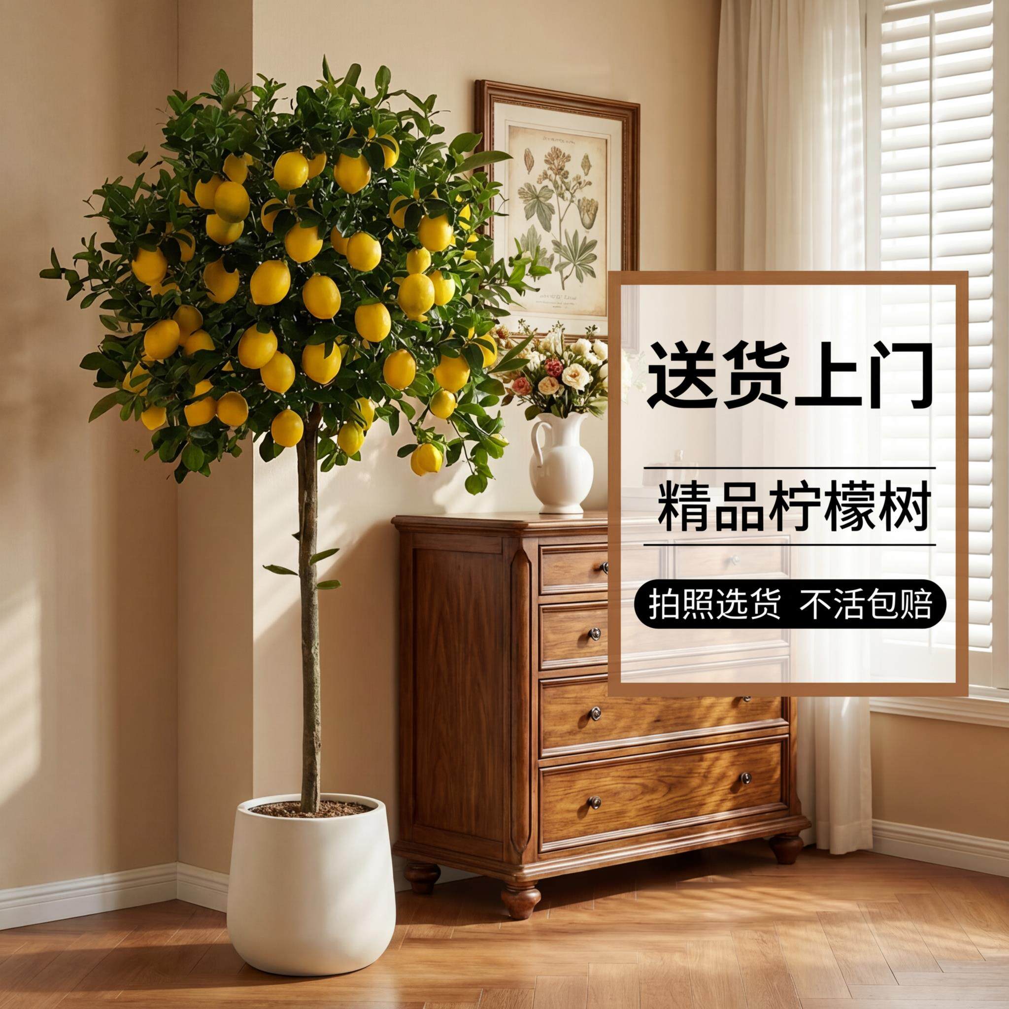 香水柠檬树树苗客厅绿植盆栽带果老桩高级感室内大型植物落地好养