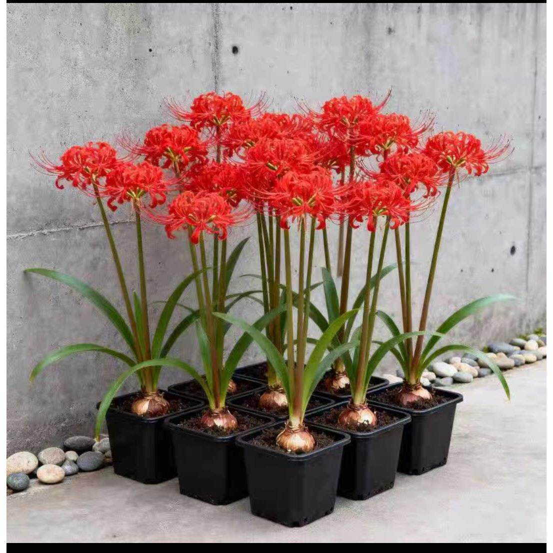 【四季可种】彼岸花种球曼珠沙华盆栽水培红花石蒜阳台花卉绿植
