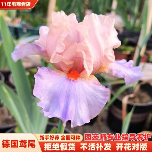 德国鸢尾种球阳台盆栽地栽绿植
