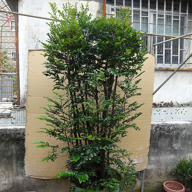 办公室小叶紫檀盆景树桩 室内除甲醛绿植盆栽 四季常青植物苗木