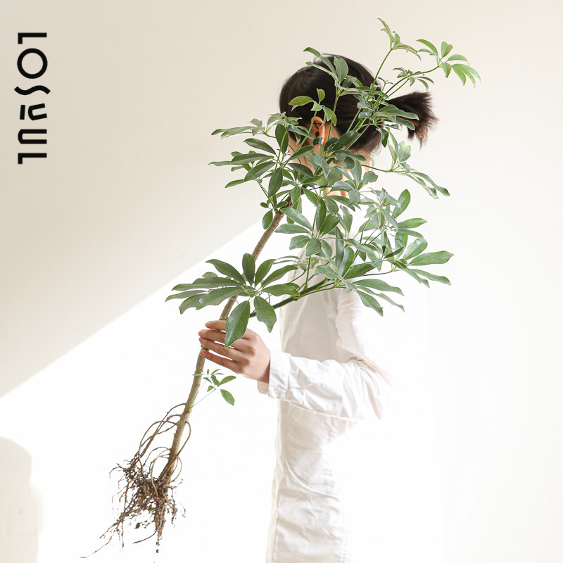 鸭脚木花叶绿叶水培带根植物侘寂风绿植观叶四季桌面 室内氛围感