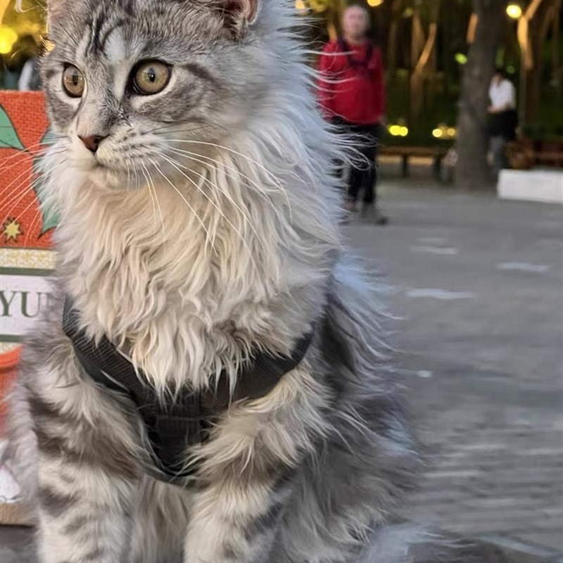 网红猫咪牵引绳背心式外出缅因猫防挣脱遛猫绳自动伸缩背带溜猫链