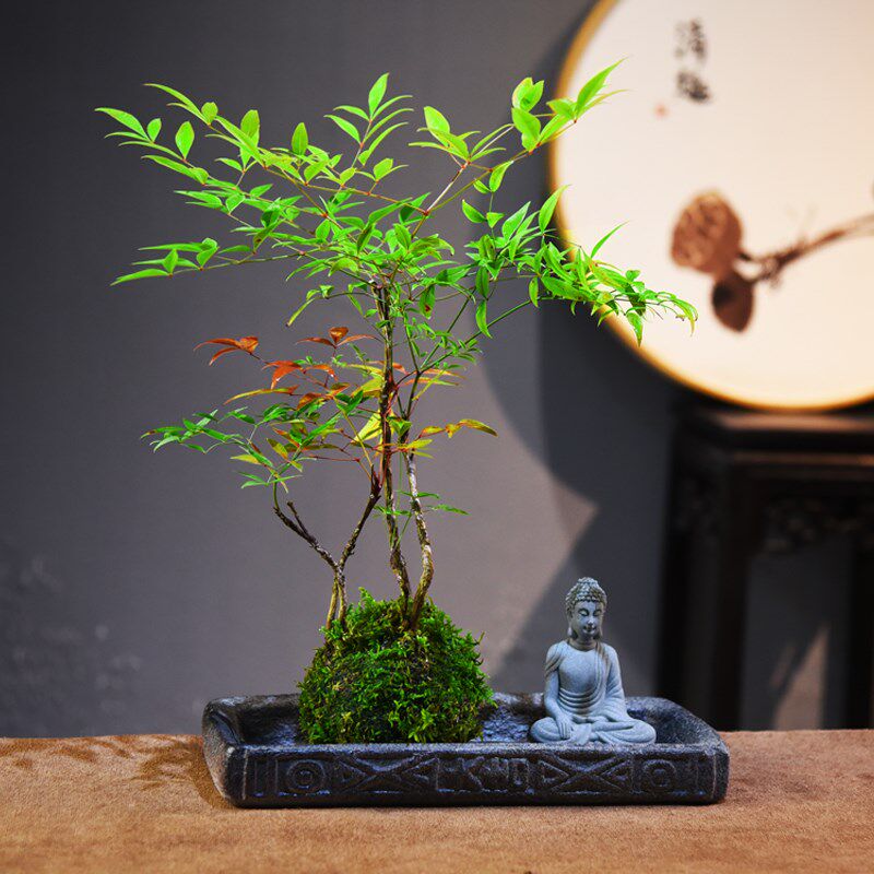 火焰南天竹苔玉球盆栽室内书房茶室办公桌面观赏组合艺术盆景礼品