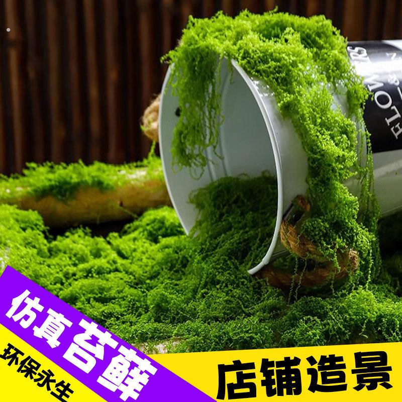 彷真苔藓草皮造景绿植微景观盆景盆栽彷生假青苔藓摆件绿植苔藓丝